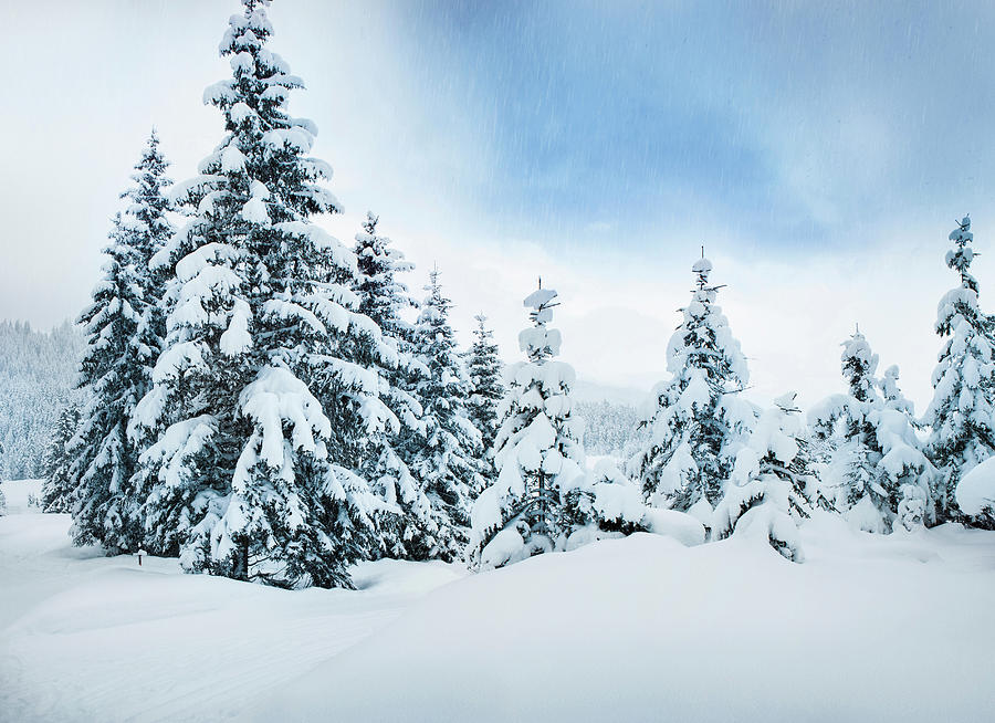 Trees In Snow Digital Art by Sah - Fine Art America