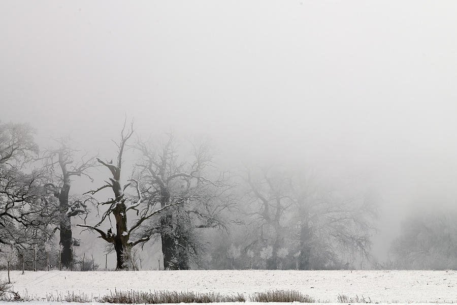 Trees In The Fog On A Winter Morning. Landscape On A Frosty Morning. #1 Photograph by Robert P?ciennik