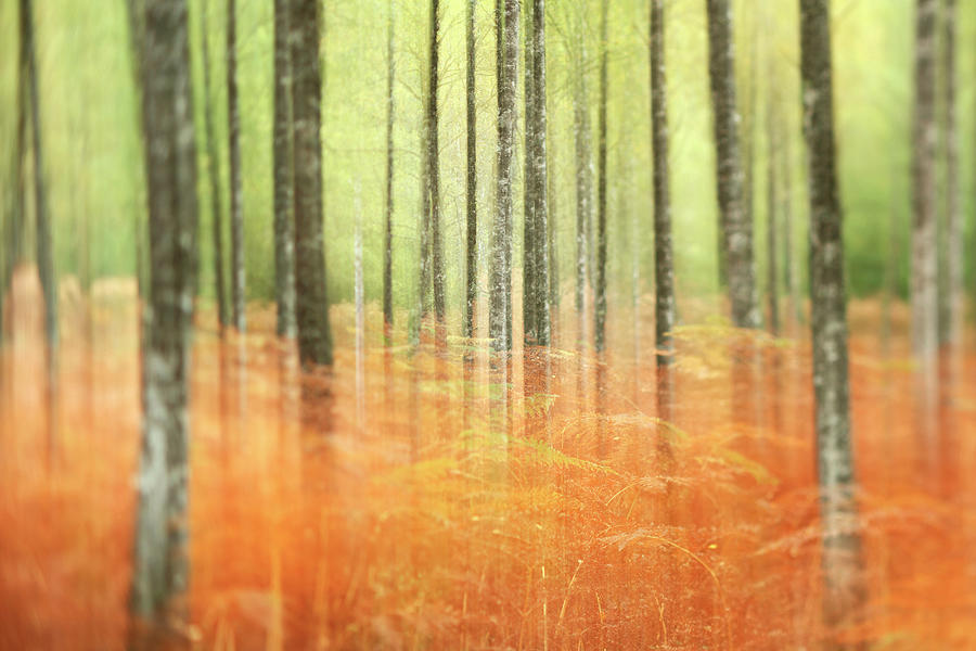 Trees In The Forest #1 Digital Art by Fortunato Gatto
