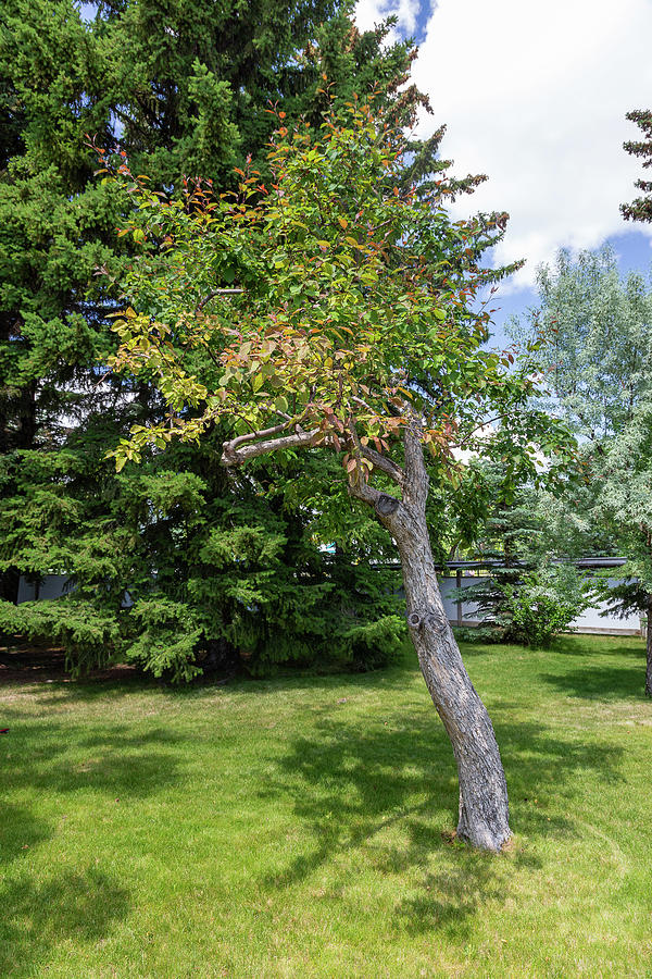 Trees in the Garden by Tom Buchanan Trees in the Garden by Tom Buchanan