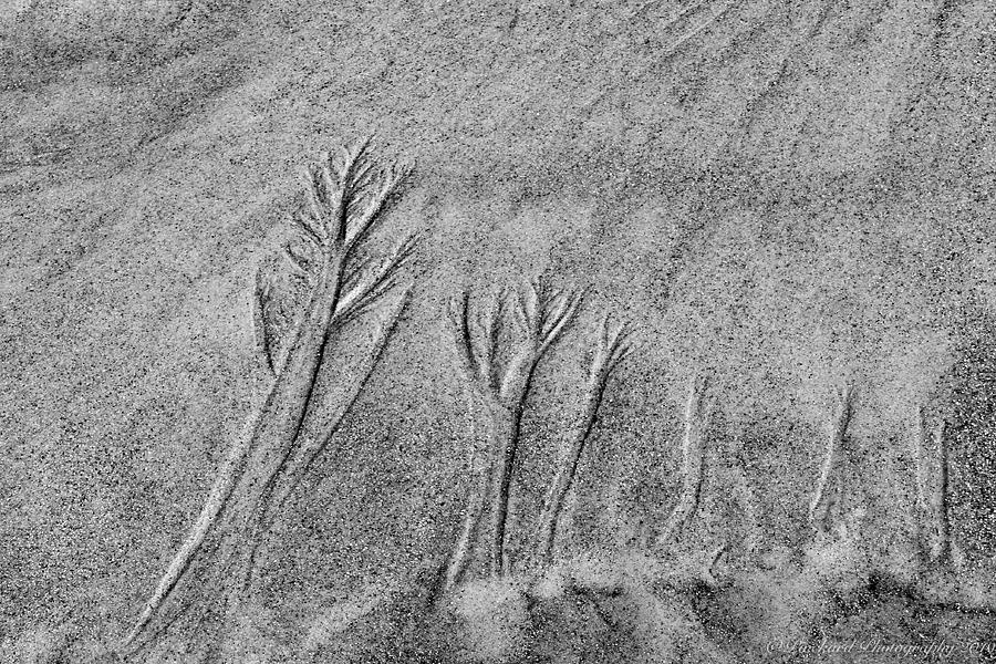 Trees in the sand by Timothy Pinckard Trees in the sand by Timothy Pinckard