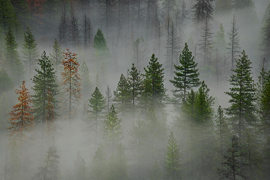 Trees In Yosemite Photograph