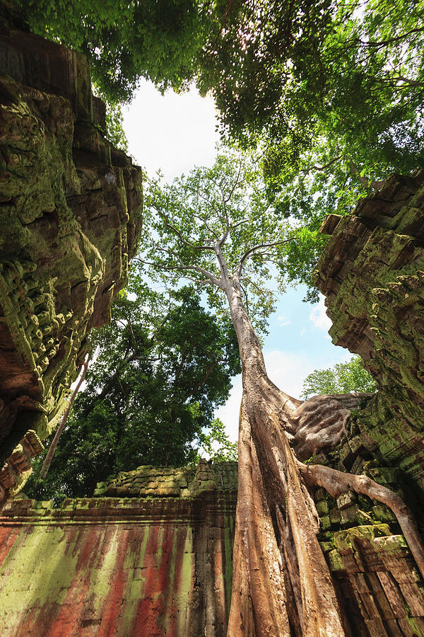 Nature Digital Art - Trees On Rural Hindu Temple #1 by Stuart Westmorland