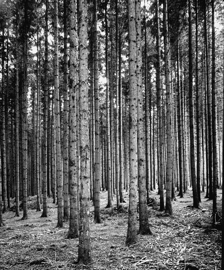 Image result for black and white of trees standing in a forest