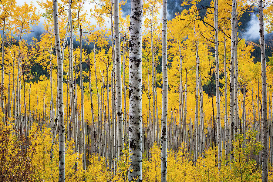 Trees With Autumn Foliage #1 Digital Art by Tim Draper