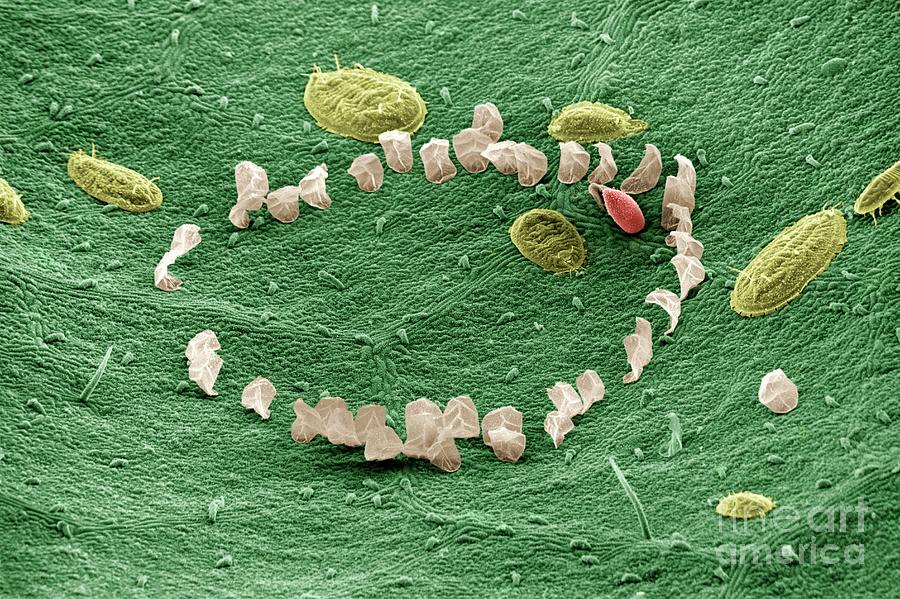 Tomato Photograph - Trialeurodes Vaporariorum Eggs And Larvae #1 by Dr Jeremy Burgess/science Photo Library