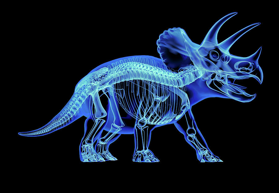 Dinosaur Photograph - Triceratops Skeleton With X-ray Effect #1 by Leonello Calvetti