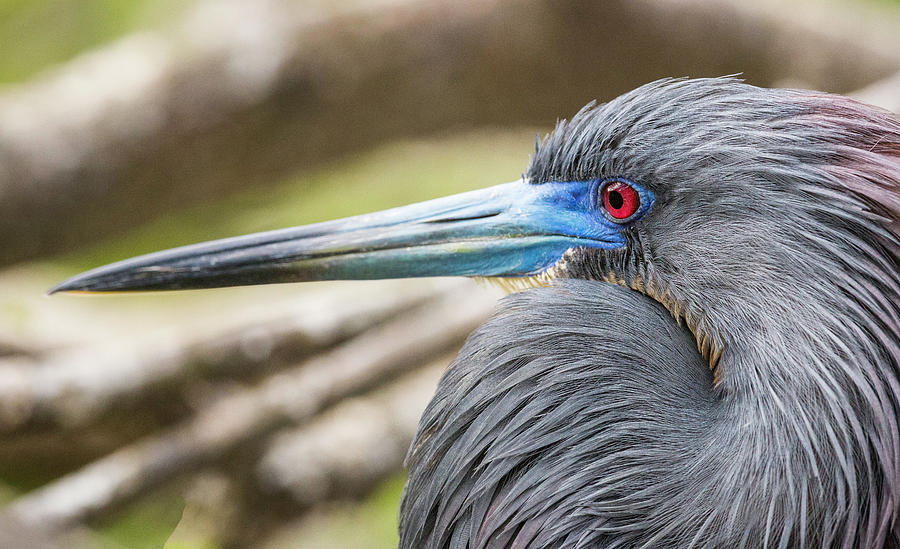 TriColored Heron #1 Photograph by Fran Gallogly