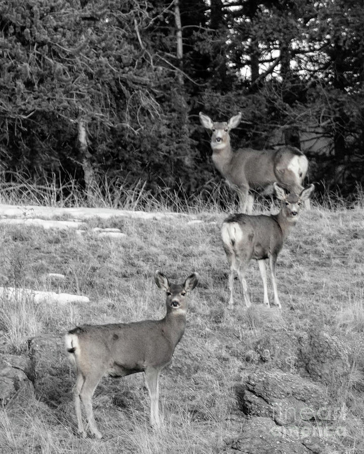 Trio Of Deer In The Wilderness Photograph