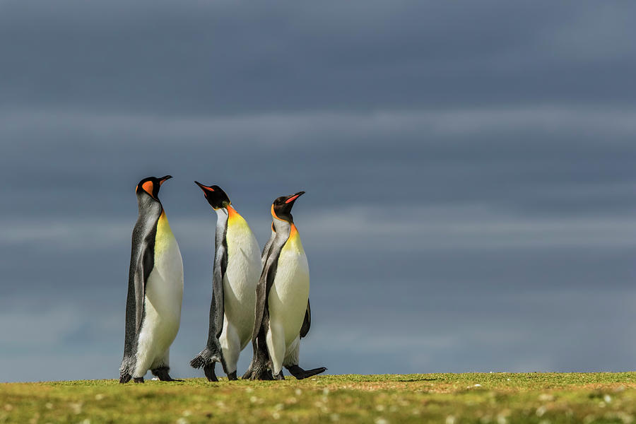 Adam Jones Photograph - Trio Of King Penguins, Volunteer Point by Adam Jones Adam Jones Photograph - Trio Of King Penguins, Volunteer Point by Adam Jones