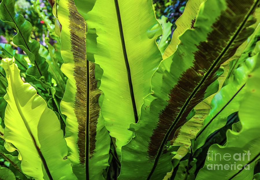 Tropic Leaves by D Davila Tropic Leaves by D Davila