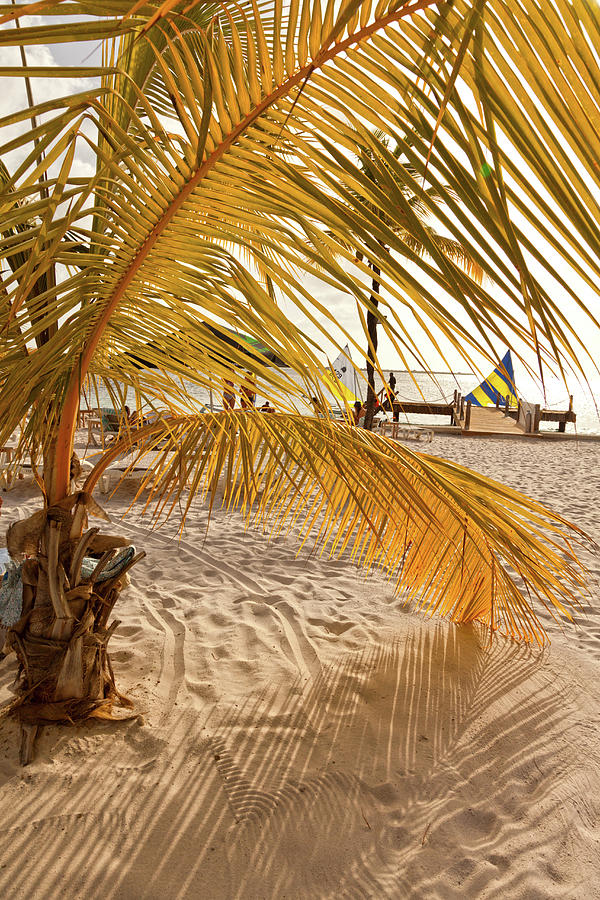 Tropical Beach #1 Digital Art by Claudia Uripos