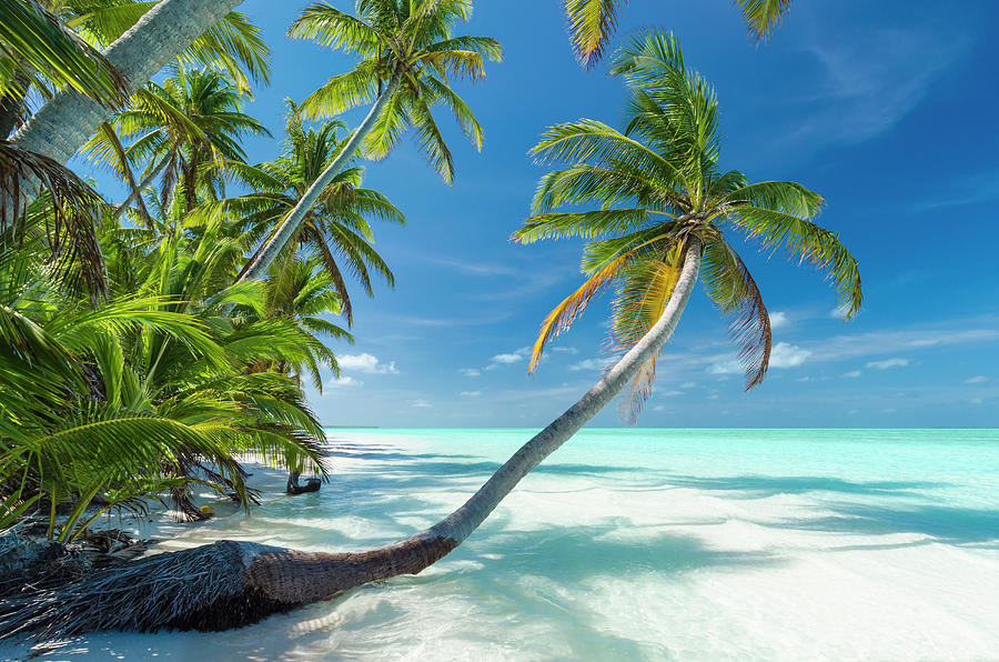 Tropical Beach Of An Atoll Lagoon And Photograph by Pete Atkinson Tropical Beach Of An Atoll Lagoon And Photograph by Pete Atkinson