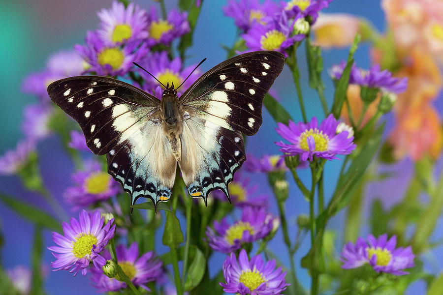 Tropical Butterfly Polyura Cognatus Photograph by Darrell Gulin | Fine ...