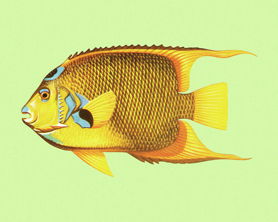Fish Drawing - Tropical Fish #1 by CSA Images