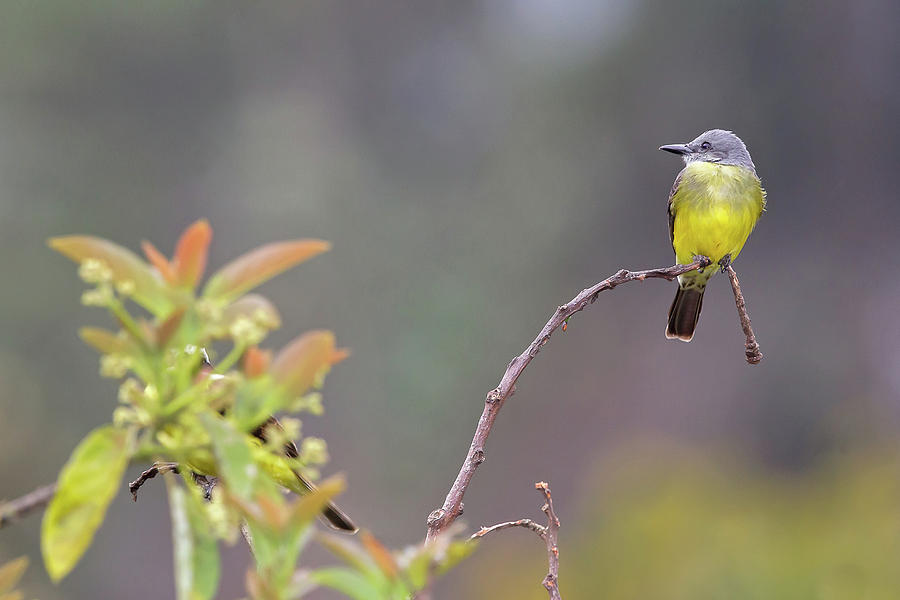 Tropical Kingbird #1 Photograph by Jean-Luc Baron