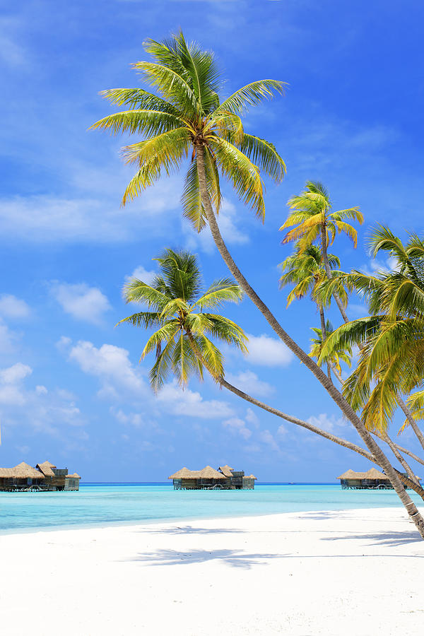 Tropical Paradise In Maldives #1 Photograph by Skynesher