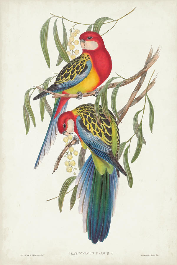 Tropical Parrots Iv #1 Painting by John Gould