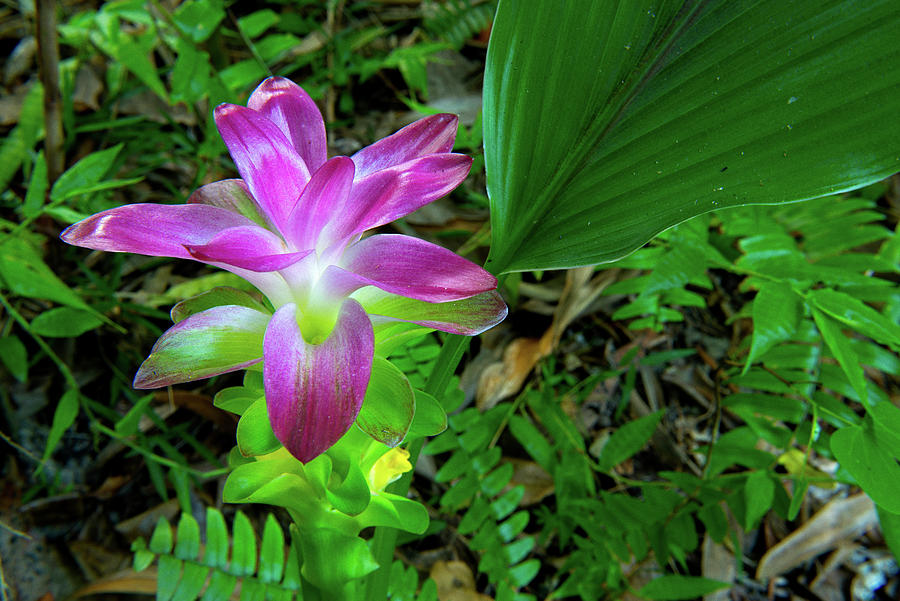 Tropical Plants Florish Inthe Rainforest That Surrounds The Lodge #1 Photograph by Don Fuchs