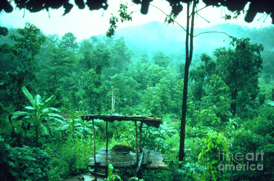 Tropical Rain Forest #1 Photograph by Andrew Clarke/science Photo Library