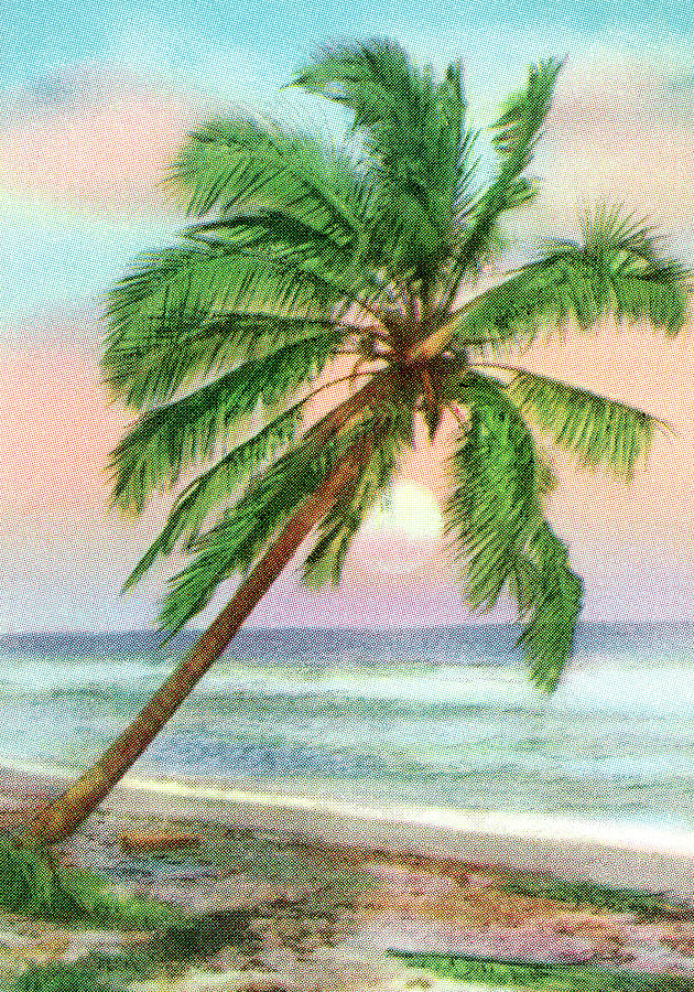 Nature Drawing - Tropical Sunset #1 by CSA Images