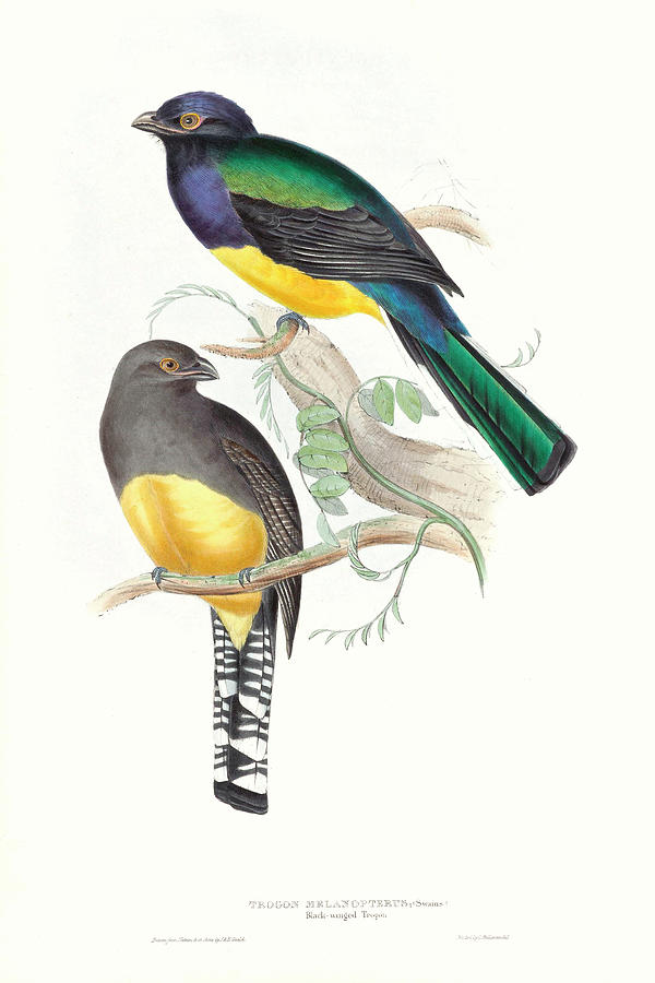 Tropical Trogons II #1 Painting by John Gould