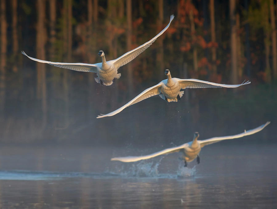 Trumpeter Swan Trio Flying, Magness Lake, Arkansas #1 Photograph by Tim Fitzharris