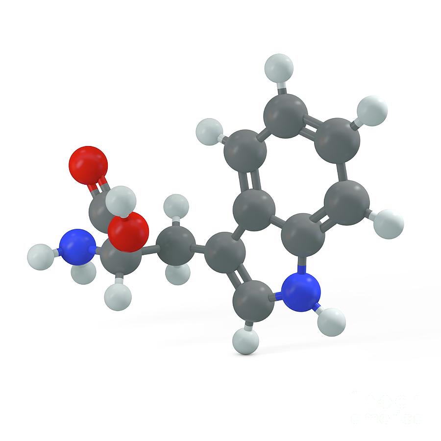 Tryptophan Molecule Photograph By Adam Brackenbury Science Photo Library Fine Art America