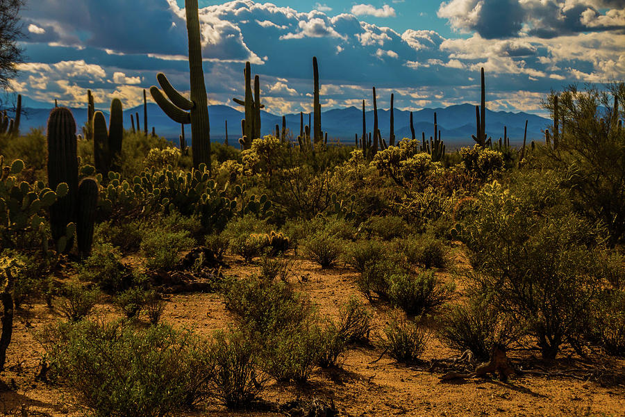 Tucson Mountain Park - Pima County, Arizona Photograph by Steve Schrock