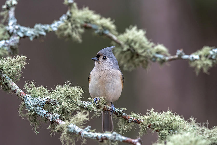 Tufted Titmouse Photograph by Alan Schroeder | Fine Art America