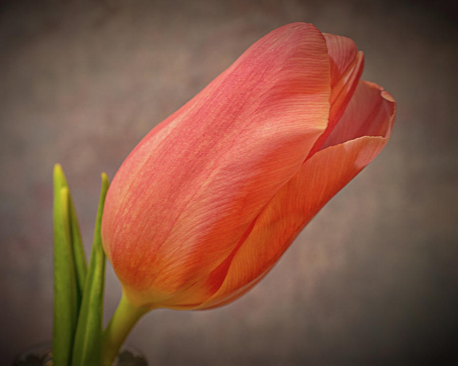 Tulip #3 Photograph by Dennis Dugan