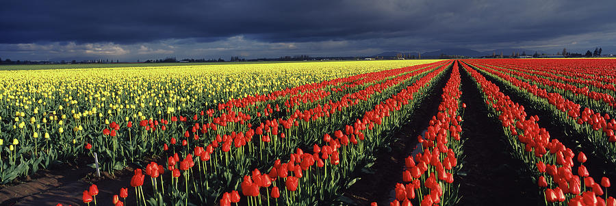 Tulip Field Under Stormy Sky, Skagit #1 Photograph by Panoramic Images
