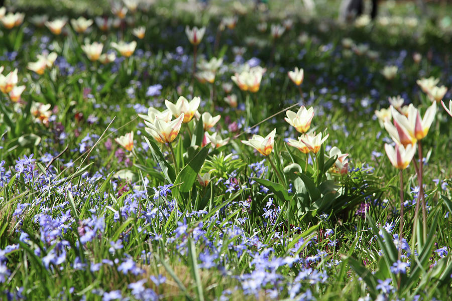 Tulip hope And Squill Flowering In Lawn #1 Photograph by Sonja Zelano