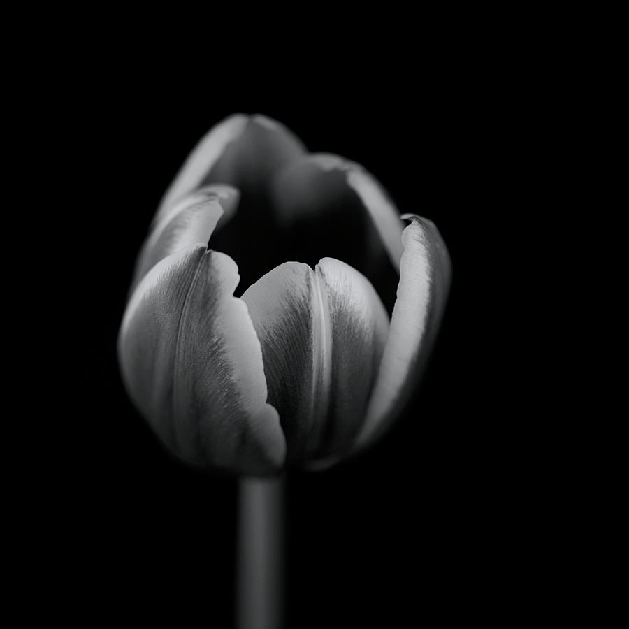 Tulip In Mono #1 Photograph by Lotte Grnkjr