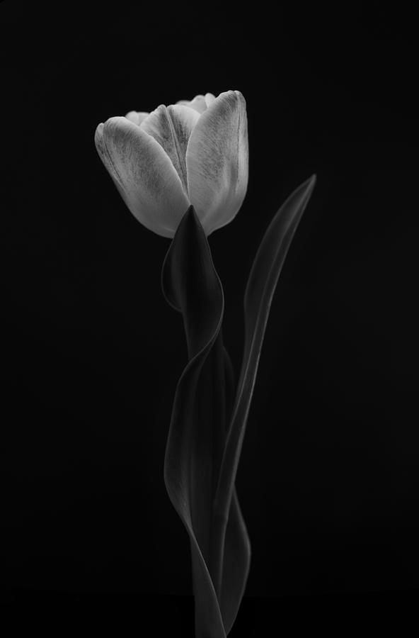 Tulip #1 Photograph by Lotte Grnkjr