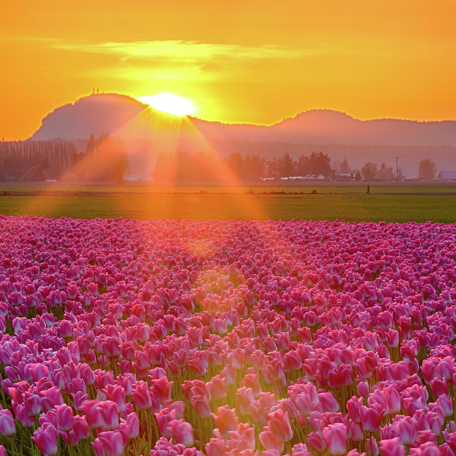 Tulip Sunset Photograph by Briand Sanderson