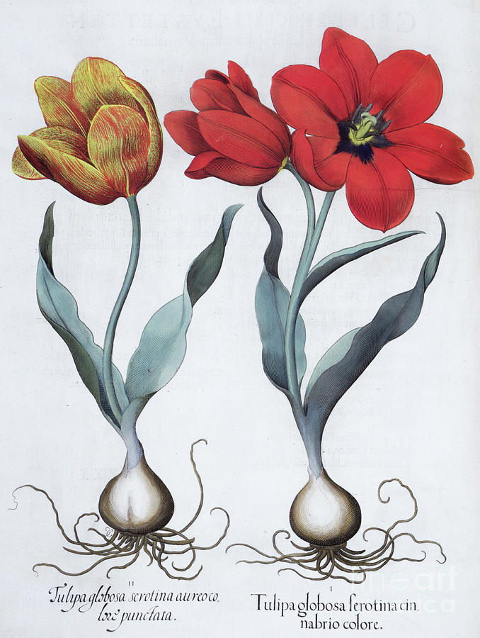 Tulips 1613 #1 Drawing by Heritage Images