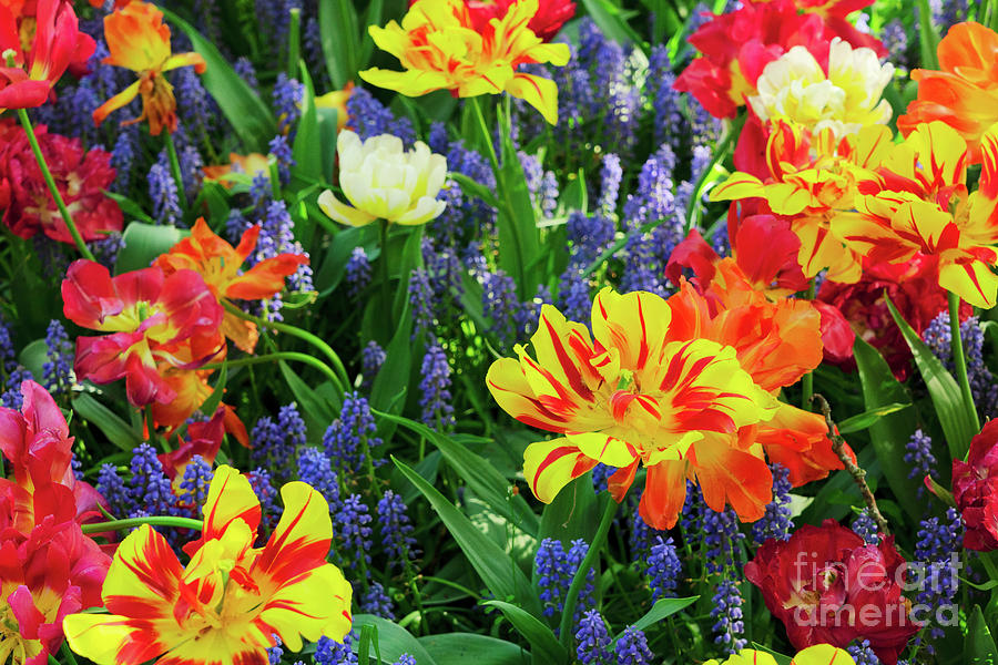 Tulips And Bluebell Flowerbed Photograph