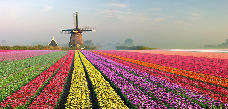 Tulips And Windmill #1 Photograph by Jacobh