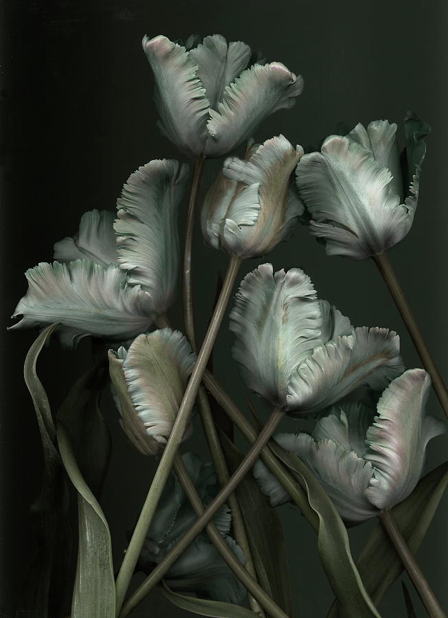 Tulips 1 Photograph by Antonius Antonius Tulips 1 Photograph by Antonius Antonius