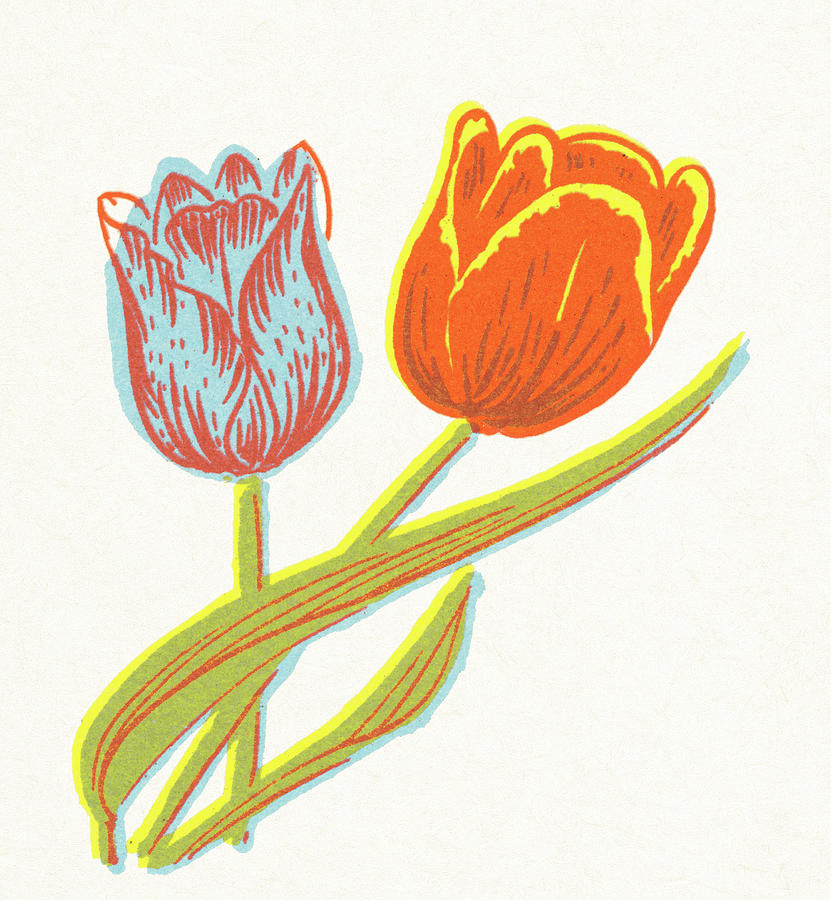 Nature Drawing - Tulips #1 by CSA Images