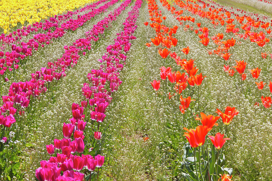 Tulips In A Field At Wooden Shoe Tulip #1 Photograph by Design Pics / Craig Tuttle