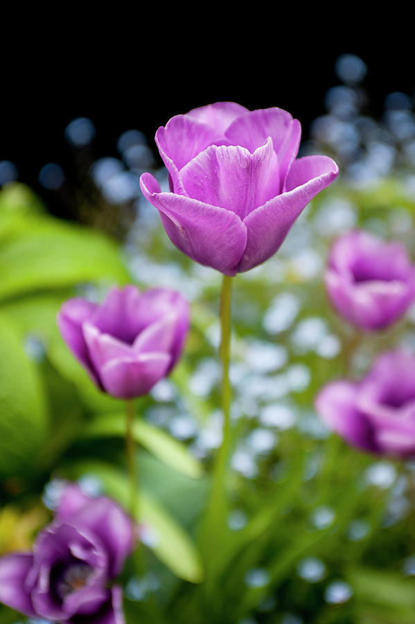 Flower Photograph - Tulips In A Garden #1 by William Reavell