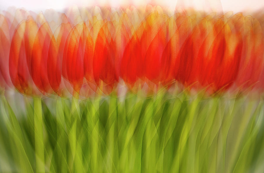 Tulips by John Rodrigues Tulips by John Rodrigues