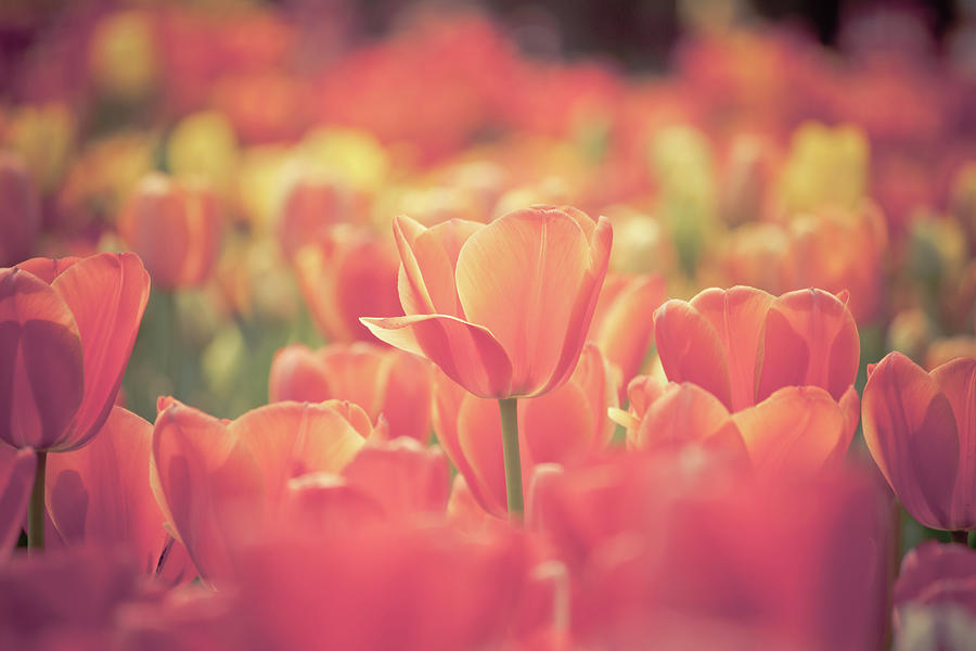 Tulips #1 Photograph by Pan Hong