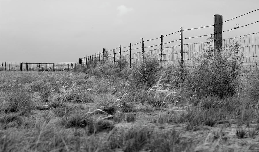 Western Photograph - Tumbleweed Fences And Sheep #1 by Amanda Smith