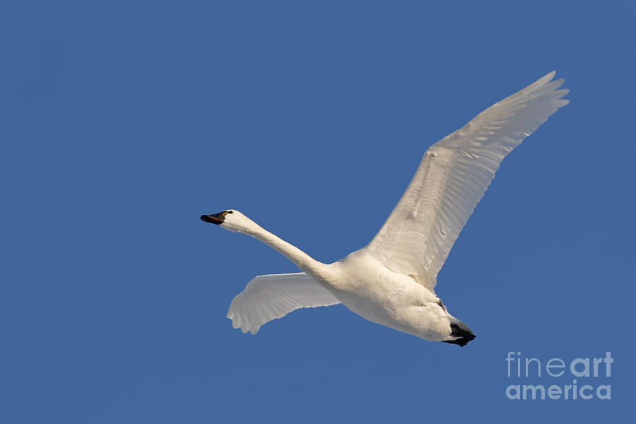 Flight of the Swan  Audubon South Carolina
