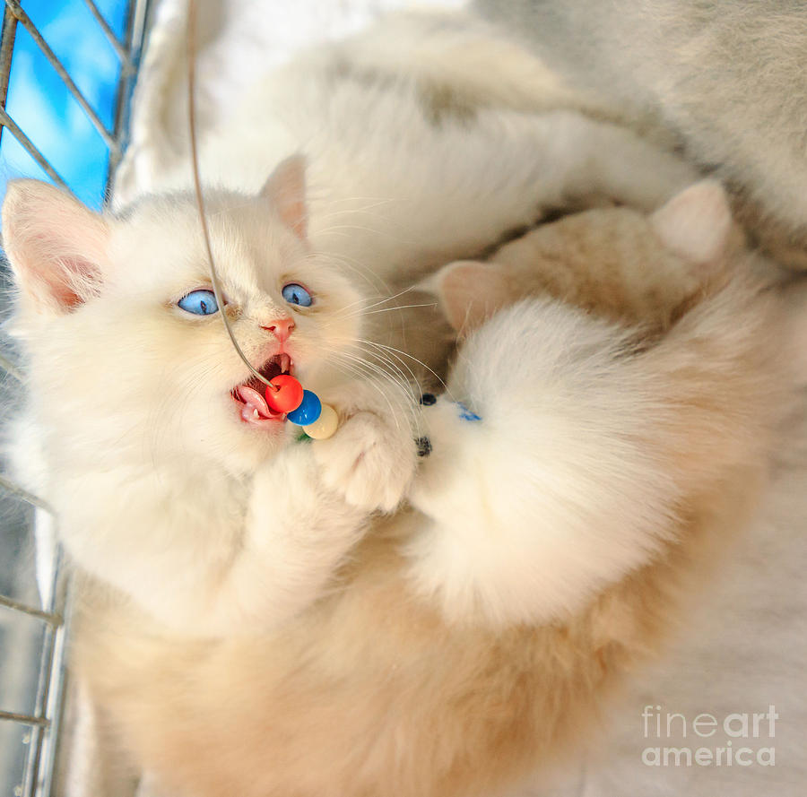 Turkish Angora cat in pet store #1 Photograph by Benny Marty