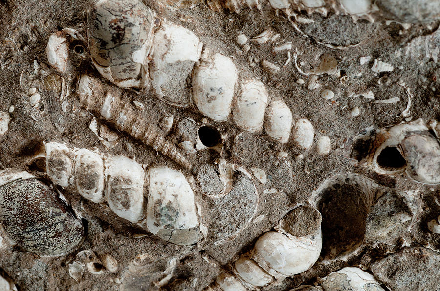 Turritella Fossils #1 Photograph by William Mullins