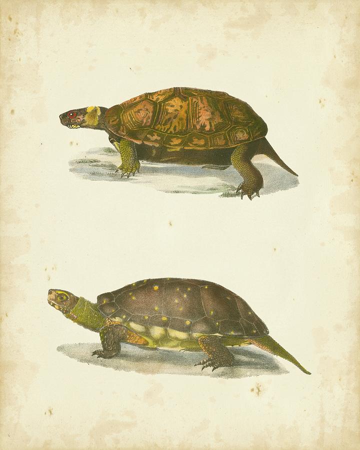 Animal Painting - Turtle Duo I #1 by J. W. Hill